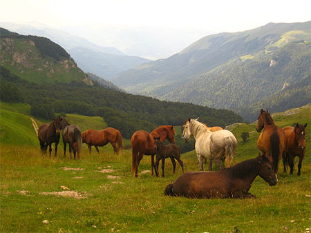 paysage chevaux
